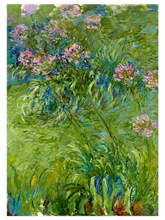 Monet Agapanthus - Art Print